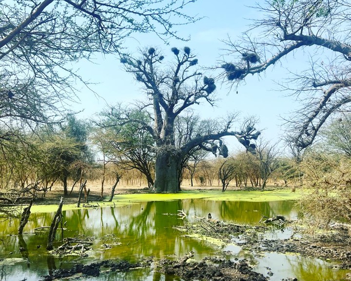 THE OLIVE TREE &THE BAOBAB TREE